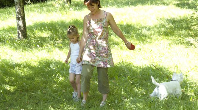 plimbare caine sfaturi atentie