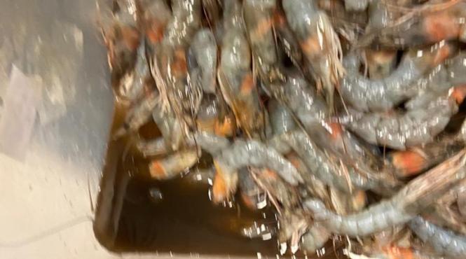 taverna racilor timisoara inchis protectia consumatorului