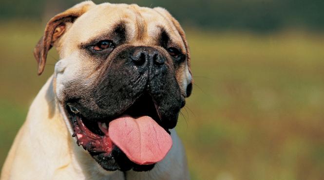 5 cei mai buni caini paza