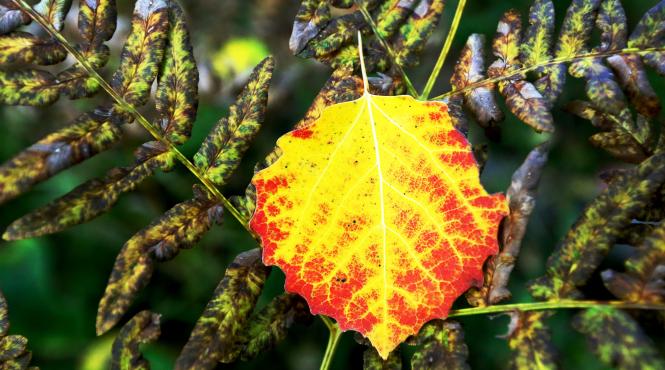 octombrie bland cald prognoza meteo 4 saptamani
