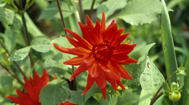 5 secrete pentru a avea dalii inflorite in gradina ta