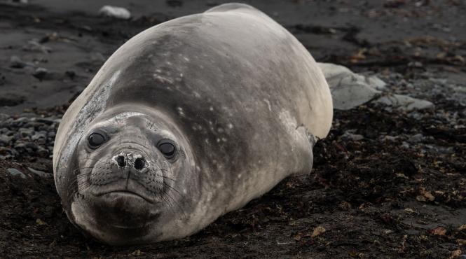 avertisment planetar suprafata gheata antarctica nivel alarmant
