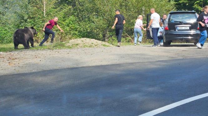 turisti transfagarasan pericol foto urs mancare