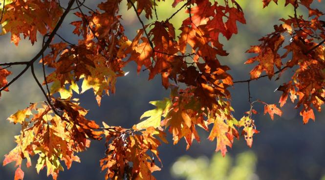 brumarel temperaturi ridicate seceta prognoza meteo octombrie