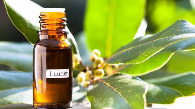 frunza dafin portofel atrage noroc bani