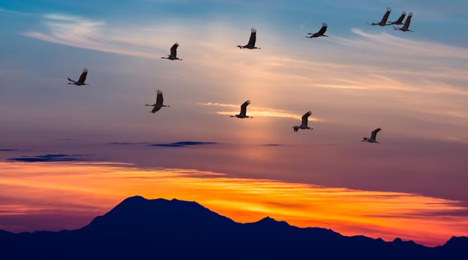 griva aviara rata salbatica mexic