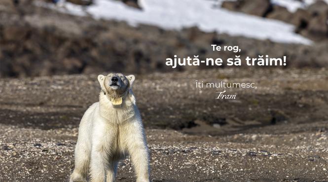 la nord de cuvinte rares besliu expo bucuresti
