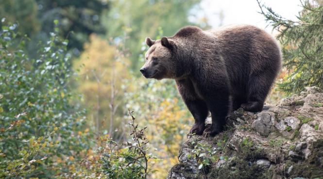 parlamentari vanatoare ursi