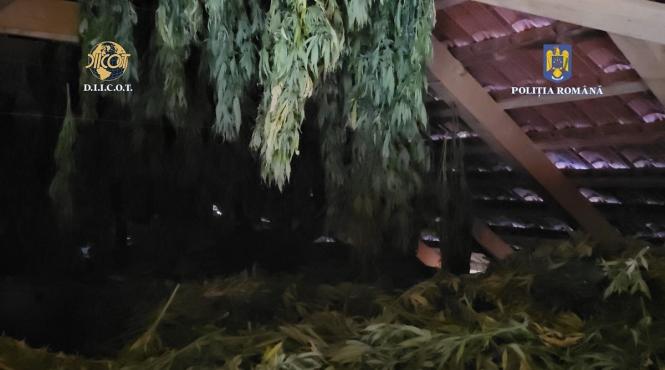 cultura canabis mal rau timis zona supravegheata video