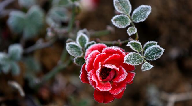 frig romania zapada munte prognoza meteo actualizata