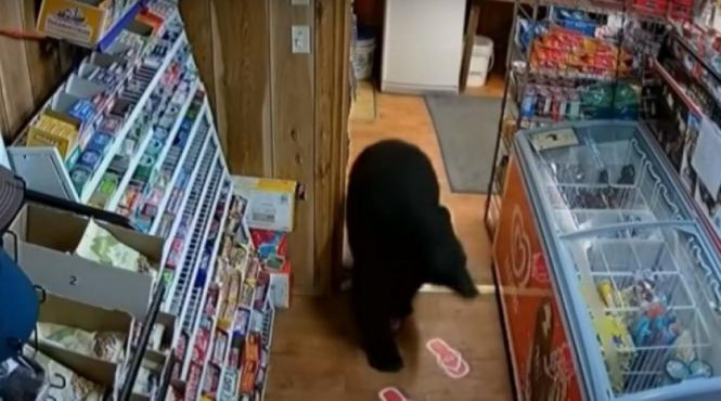 intamplare amuzanta urs furat punga jeleuri benzinarie