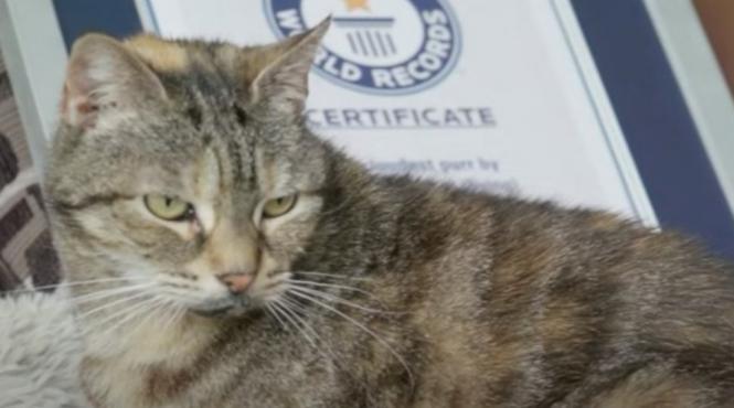 pisica bella icartea recordurilor 14 ani cel mai puternic tors lume