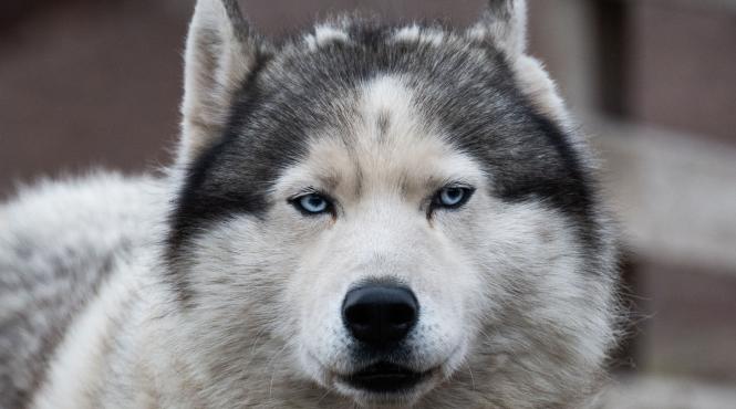 cei mai longevivi cat traiesc 18 rase populare caini