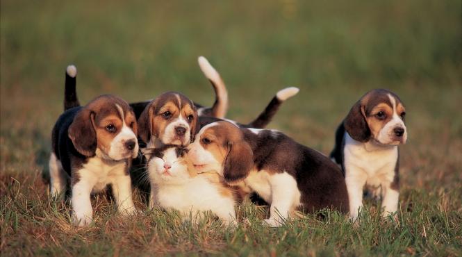 alimente interzise caini pisici probleme grave sanatate