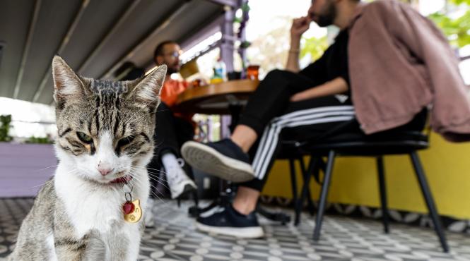 5 motive ignora pisica atentie