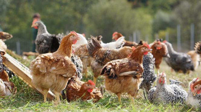 carmistin inaugureaza prima ferma de pui de carne bio din romania si extinde gama portofoliului la provincia