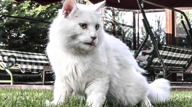 motiv pisici ingroapa hrana