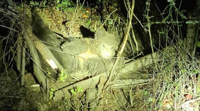 ursoaica pui gard sarma tranchilizare