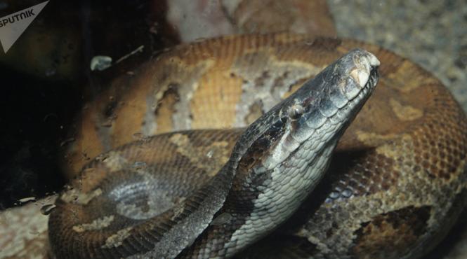 aruncat pitoni strada arestat politie