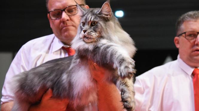 motan bucuresti castigator trofeu cel mai frumos lume romania world winner 2023