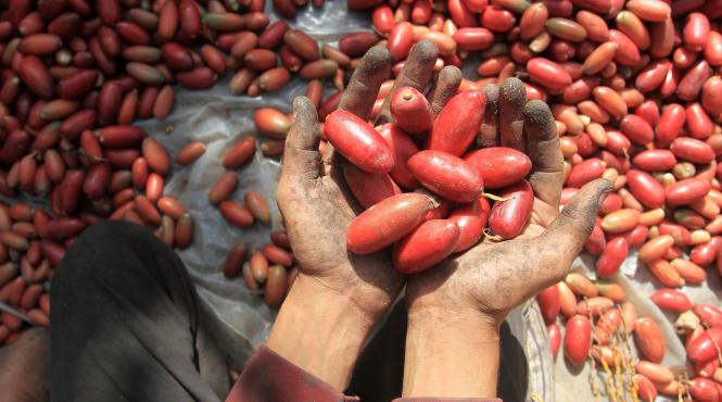 curmale dabuleni fructe tropicale livada oltenia