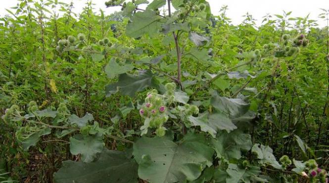 planta dizolva pietrele rinichi elimina metale grele lidia fecioru