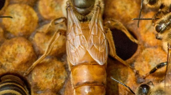 ceara albine beneficii nebanuite sanatate