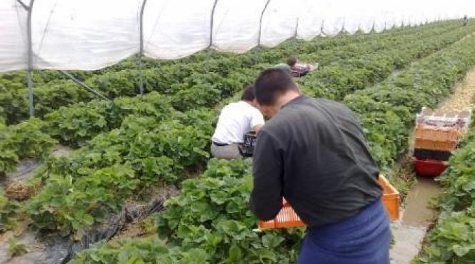 romani munca gospodari