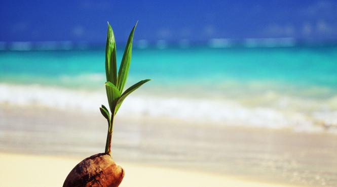 seminte vechi 144 ani incoltit nisip