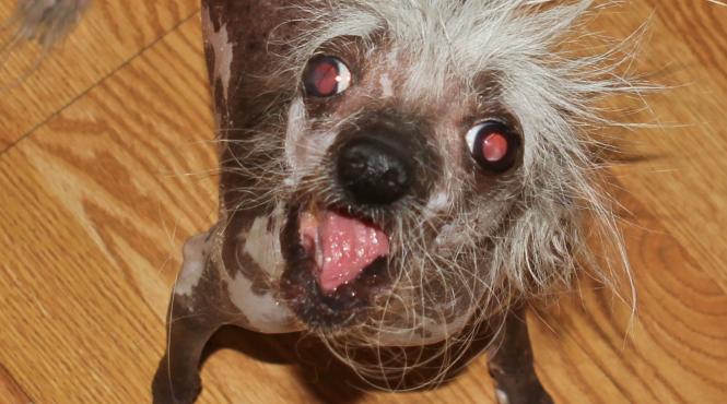 7 cele mai urate rase caini