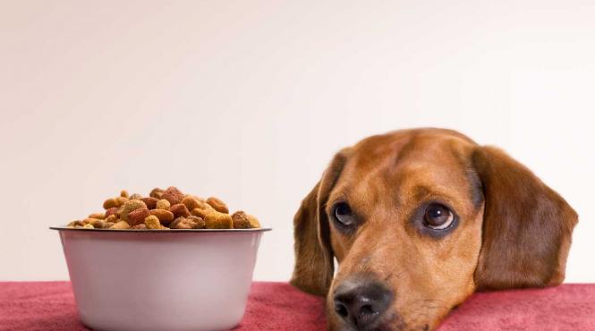 mancare umeda conservata in dieta cainelui tau