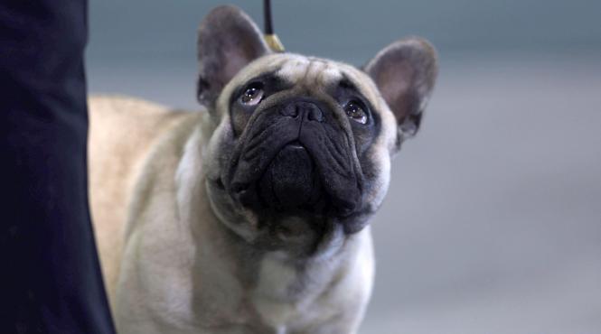 5 rase caini usor ingrijit prefera canapea nu plimbari lungi