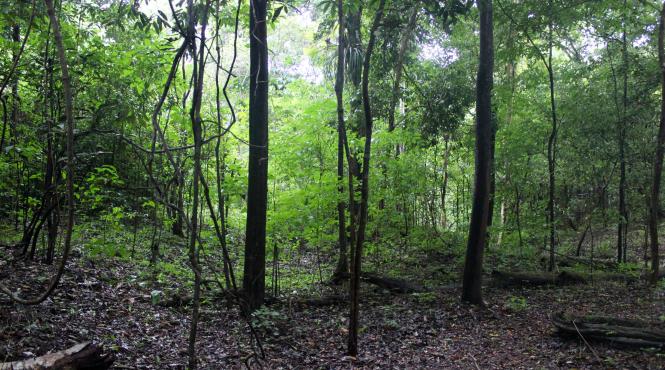 defrisare amazonia brazilia