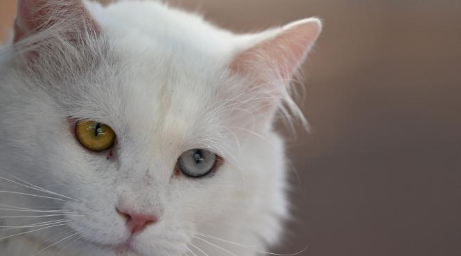 lucruri despre lume magica pisici