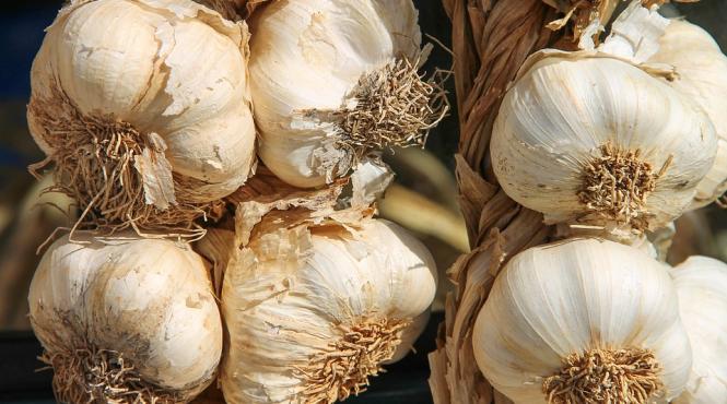 usturoi legenda santandrei strigoi ziua lupului simbol dacic