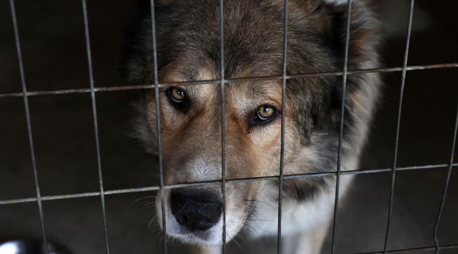 ferme caini consum uman coreea sud proteste
