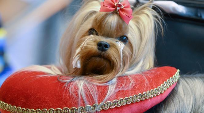 10 rase caini talie mica personalitati puternice