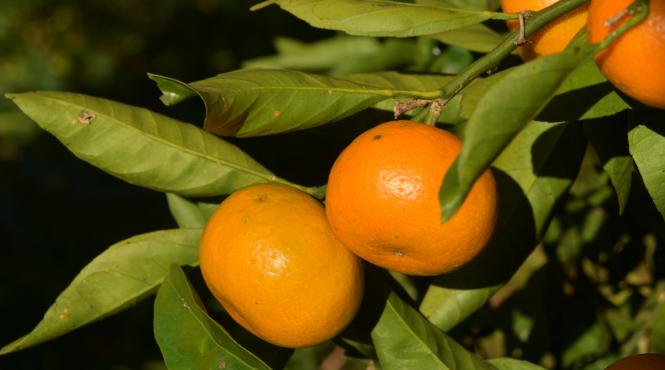 utilizare coji mandarine gospodarie nu arunci