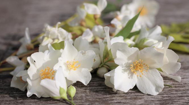 7 plante interior parfumuri naturale casa