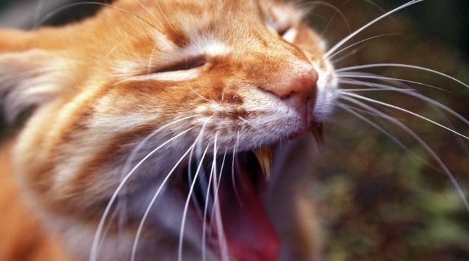 cruzime copil bataie pisica biciul