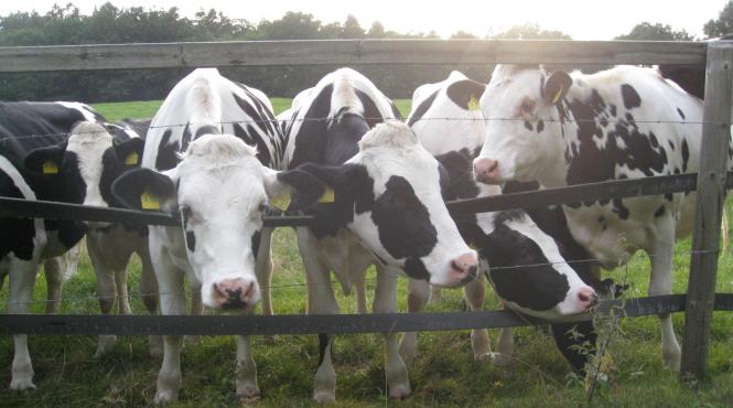 crescatori schema de ajutor