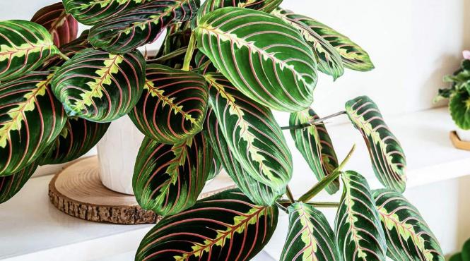 planta roaga pentru casa beneficii sanatate