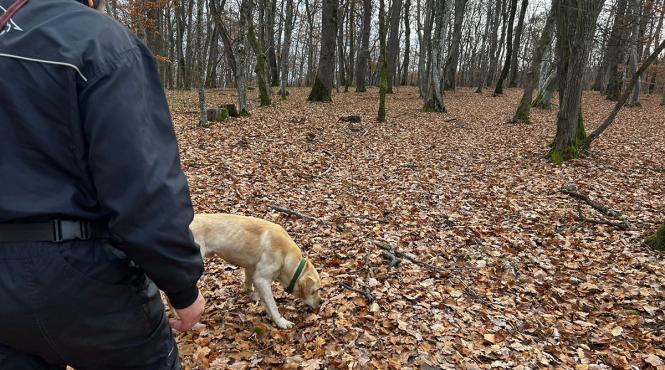 contributia serviciilor de dresaj canin in indeplinirea obiectivelor proiectului implementarea planului national de actiune pentru conservarea populatiei de urs brun din romania