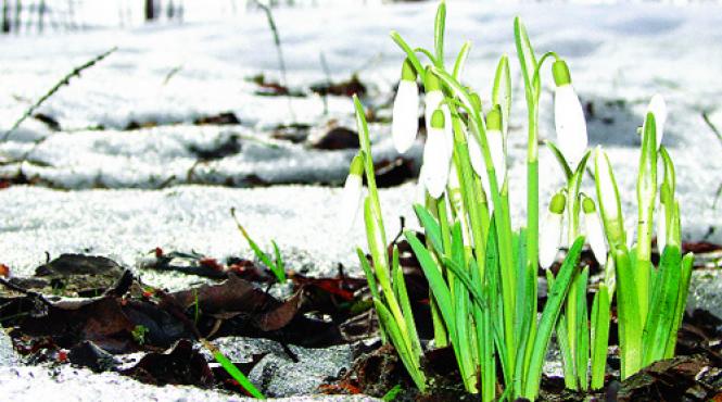 temperaturi anormale romania pana 15 ianuarie 2024 surprize meteo