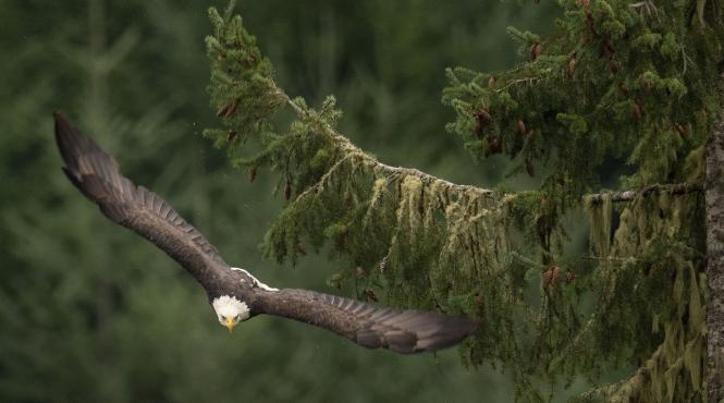 cel mai mare brad europa