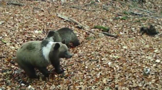 urs brun guler alb romania exemplare rare parc national gradistea muncelului
