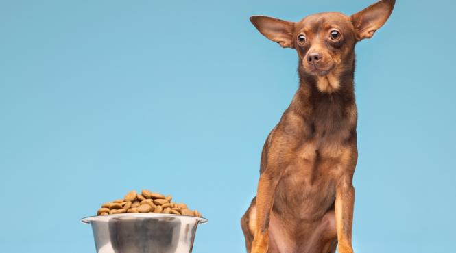 p ai auzit de mancarea pentru animalele de companie de la club 4 paws de ce e atat de speciala