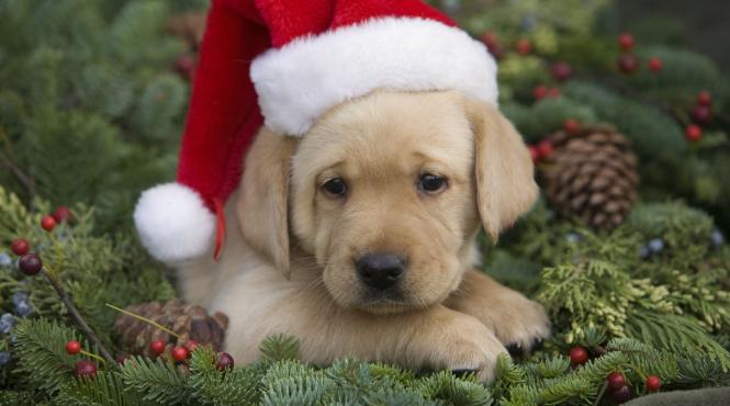 par zburlit spate caine anxietate muzica relaxare