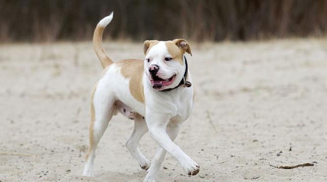 doi caini amstaff speriati petarde strazile capitalei