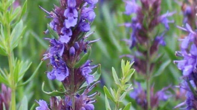 isop planta sfanta biblie bunastare sanatate beneficii plantata gradina